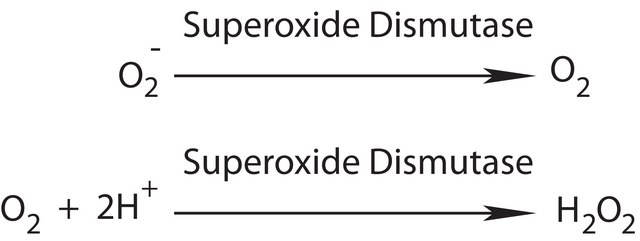 超氧化物歧化酶 来源于牛红细胞 BioUltra, lyophilized powder, ≥4,500 units/mg protein, ≥97% (SDS-PAGE)