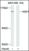 Anti-MAP3K5 (Ab-83) antibody produced in rabbit affinity isolated antibody
