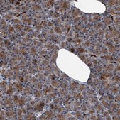 Anti-MAPKAP1 antibody produced in rabbit Prestige Antibodies® Powered by Atlas Antibodies, affinity isolated antibody, buffered aqueous glycerol solution, ab2
