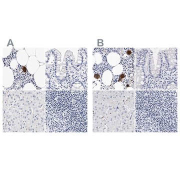 Anti-ITGA2B antibody produced in rabbit Prestige Antibodies® Powered by Atlas Antibodies, affinity isolated antibody, buffered aqueous glycerol solution