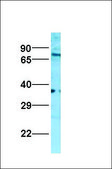 抗-NR2F2 (AB2) 兔抗 IgG fraction of antiserum