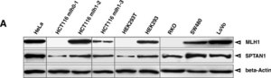 Anti-Spectrin alpha chain (nonerythroid) Antibody, clone AA6 clone AA6, Chemicon®, from mouse