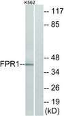 Anti-FPR1 antibody produced in rabbit affinity isolated antibody