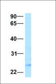 Anti-SMN1 antibody produced in rabbit affinity isolated antibody