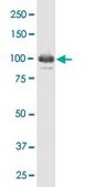 Monoclonal Anti-IFI16 antibody produced in mouse clone 2E3, purified immunoglobulin, buffered aqueous solution