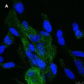 Anti-NMDAR2A Antibody, clone A12W, ZooMAb® Rabbit Monoclonal recombinant, expressed in HEK 293 cells