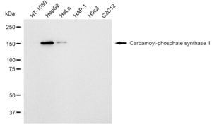 KD-Validated Anti Carbamoyl-phosphate synthase 1 Antibody, clone 23GB2365, Rabbit Monoclonal clone 23GB2365, recombinant rabbit monoclonal, expressed in HEK293 cells