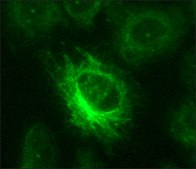 抗硝基酪氨酸 兔抗 affinity isolated antibody, buffered aqueous solution