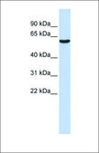 Anti-GABRB3 antibody produced in rabbit affinity isolated antibody