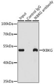 Anti-IKBKG antibody produced in rabbit