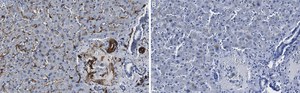 Anti-Caveolin-1 Antibody, clone 1D10 ZooMAb® Rabbit Monoclonal recombinant, expressed in HEK 293 cells
