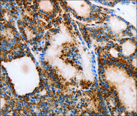 Anti-MUC6 antibody produced in rabbit affinity isolated antibody