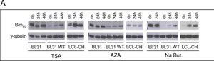 Anti-γ-Tubulin antibody, Mouse monoclonal clone GTU-88, ascites fluid