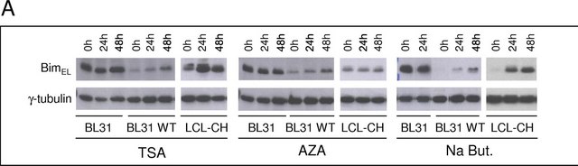 Anti-γ-Tubulin antibody, Mouse monoclonal clone GTU-88, ascites fluid