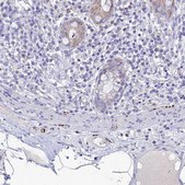 Anti-NPY antibody produced in rabbit Prestige Antibodies® Powered by Atlas Antibodies, affinity isolated antibody, buffered aqueous glycerol solution