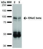 Monoclonal Anti-ENaC beta-Atto 390 antibody produced in mouse clone 7B8