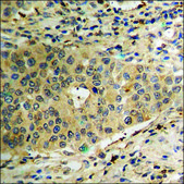 Anti-phospho-PDK1 (pSer241) antibody produced in rabbit affinity isolated antibody