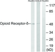 Anti-Opioid Receptor-δ antibody produced in rabbit affinity isolated antibody