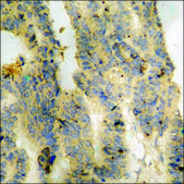 Anti-phospho-Trk C (pTyr516) antibody produced in rabbit affinity isolated antibody