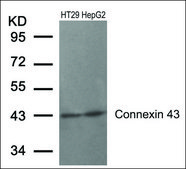 Anti-GJA1 (Ab-367) antibody produced in rabbit affinity isolated antibody