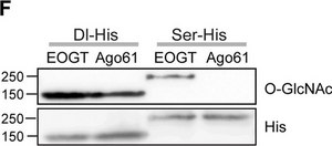 Anti-β-O-Linked N-Acetylglucosamine antibody, Mouse monoclonal clone CTD110.6, purified from hybridoma cell culture
