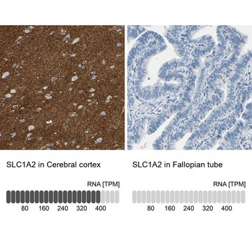 Anti-SLC1A2 antibody produced in rabbit Prestige Antibodies® Powered by Atlas Antibodies, affinity isolated antibody, buffered aqueous glycerol solution