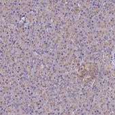 Anti-CYP2D6 antibody produced in rabbit Prestige Antibodies® Powered by Atlas Antibodies, affinity isolated antibody, buffered aqueous glycerol solution