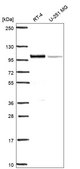 Anti-Ifi16 Antibody Produced In Rabbit Prestige Antibodies® Powered by Atlas Antibodies, affinity isolated antibody, buffered aqueous glycerol solution