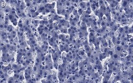 Anti-Arginase-1 Antibody, clone 3B17 ZooMAb® Rabbit Monoclonal recombinant, expressed in HEK 293 cells