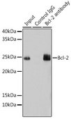 Anti-Bcl-2 antibody produced in rabbit