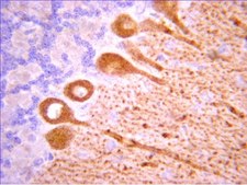 Anti-Sin1 Antibody, clone 1C7.2 clone 1C7.2, from mouse