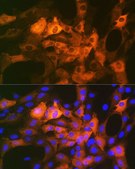 Anti-CRYAB antibody produced in rabbit