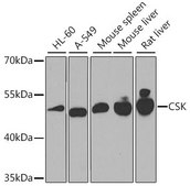 Anti-CSK antibody produced in rabbit