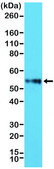 Anti-CD4 antibody, Rabbit monoclonal recombinant, expressed in HEK 293 cells, clone RM345, purified immunoglobulin
