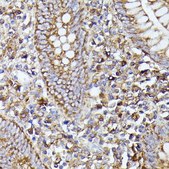 Anti-NLRP3 antibody produced in rabbit