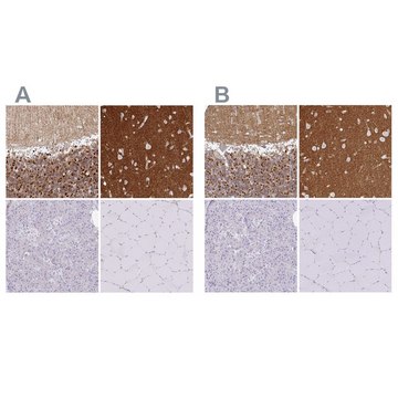 Anti-SIRPA antibody produced in rabbit Prestige Antibodies® Powered by Atlas Antibodies, affinity isolated antibody