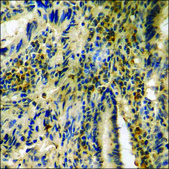 Anti-phospho-14-3-3 ζ/δ (pThr232) antibody produced in rabbit affinity isolated antibody