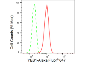 KD-Validated Anti YES1 Antibody, clone 23GB4945, Rabbit Monoclonal clone 23GB4945, recombinant rabbit monoclonal, expressed in HEK293 cells