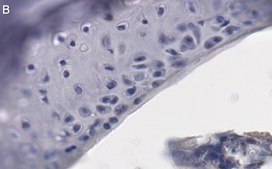 Anti-Lubricin/PRG4 Antibody, clone 1C20 ZooMAb® Rabbit Monoclonal recombinant, expressed in HEK 293 cells