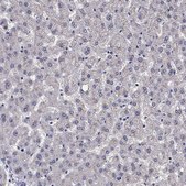Anti-SCG2 Prestige Antibodies® Powered by Atlas Antibodies, affinity isolated antibody