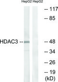 Anti-HDAC3 antibody produced in rabbit affinity isolated antibody