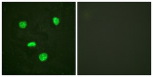 Anti-Histone H3.3 antibody produced in rabbit affinity isolated antibody