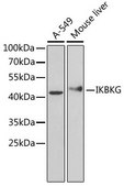 Anti-IKBKG antibody produced in rabbit