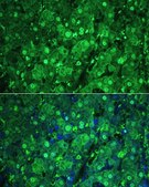 Anti-ARG1/Arginase 1 antibody produced in rabbit