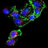 抗-DNA-RNA杂交抗体，克隆S9.6 clone S9.6, from mouse