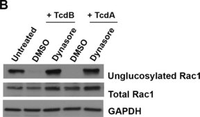 Anti-Rac1 Antibody, clone 23A8 clone 23A8, Upstate®, from mouse