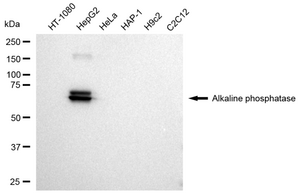 KD-Validated Anti Alkaline phosphatase Antibody, clone 23GB3645, Rabbit Monoclonal clone 23GB3645, recombinant rabbit monoclonal, expressed in HEK293 cells