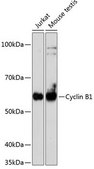 Anti- Cyclin B1 antibody produced in rabbit