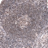 Monoclonal Anti-Pax5 Antibody Produced In Mouse Prestige Antibodies® Powered by Atlas Antibodies, clone CL14550, affinity isolated antibody, buffered aqueous glycerol solution