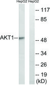 Anti-AKT antibody produced in rabbit affinity isolated antibody